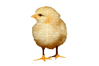 Chicken Easter  Yellow Gif - Bogusia - GIF animé gratuit
