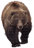 bear, karhu, forest animal, metsäneläin - фрее пнг
