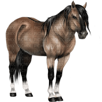Horse - 免费PNG