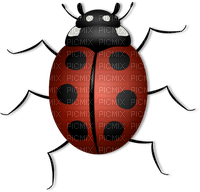 ladybug - ücretsiz png
