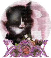 cat globe - Δωρεάν κινούμενο GIF