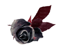 Black rose - png gratis