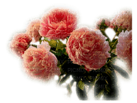 roses flowers peach, sunshine3