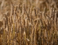 vehnä grain vilja wheat - Gratis animerad GIF