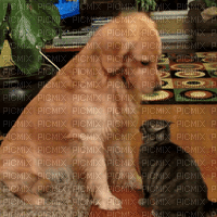 dog - Cat Nitsa P - 免费动画 GIF