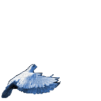 Птица - GIF animado gratis