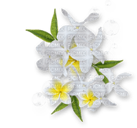 White Flowers - PNG gratuit