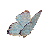 Butterfly - besplatni png