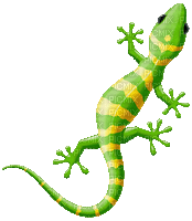 lizard - Бесплатный анимированный гифка