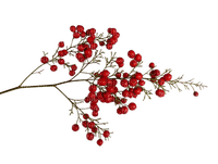 rama frutos rojos invierno  dubravka4 - δωρεάν png