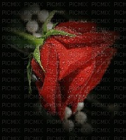 rosaroja - 無料png