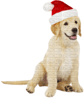 Kaz_Creations  Christmas Deco Dogs Dog Pup - бесплатно png