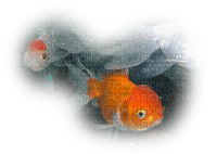 patymirabelle poisson rouge - PNG gratuit