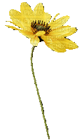 Цветок - 無料のアニメーション GIF