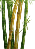 bambous - ingyenes png