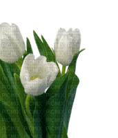 tulip - zadarmo png