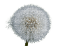 kukka, fleur, flower, dandelion, voikukka - besplatni png