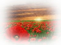 LOLY33 PAYSAGE COQUELICOT - besplatni png
