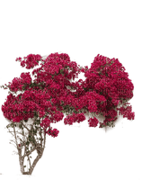 bougainvillea, pink flowers, tree, sunshine3 - gratis png