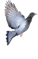 Bird - GIF animado gratis