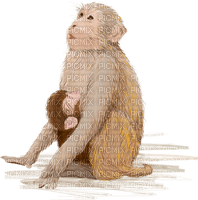 Kaz_Creations Animals Monkey - δωρεάν png