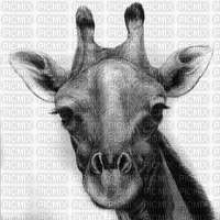 Giraffe - Бесплатный анимированный гифка