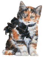 Poes - Free PNG