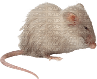 mouse by nataliplus - ilmainen png