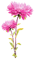 Animated.Flowers.Pink - By KittyKatLuv65 - Bezmaksas animēts GIF