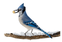 birds - PNG gratuit