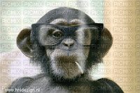 ape - Darmowy animowany GIF