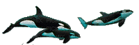 orcas animadas dubravka4 - Free animated GIF