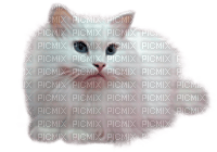 white cat by nataliplus - kostenlos png