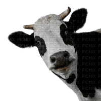 cow per request - безплатен png