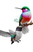 oiseau - darmowe png