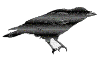 crow - Nemokamas animacinis gif