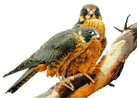 oiseau-aigle - GIF animé gratuit