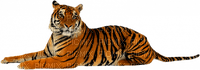 Tiger - png gratis