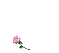 pink hrt rose - Бесплатный анимированный гифка