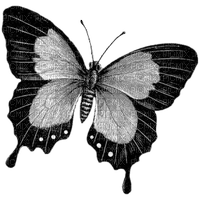 dulcineia8 borboletas - zdarma png