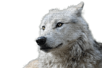 wolf, susi - Free PNG