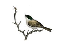 Птица на ветке - PNG gratuit