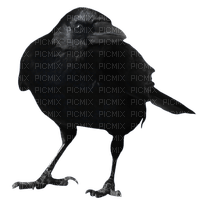 crow katrin - png gratis