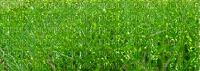 grass - Free animated GIF