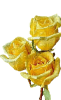 rose jaune - png grátis