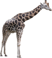 giraffe - фрее пнг