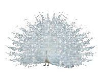 paon blanc - Zdarma animovaný GIF