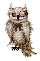 owl - ingyenes png