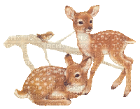 Deer - Δωρεάν κινούμενο GIF
