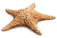 Kaz_Creations Starfish - бесплатно png
